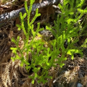 Austrolycopodium fastigiatum at Namadgi National Park - 25 Feb 2024 02:11 PM