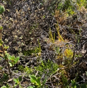 Lycopodium fastigiatum at Namadgi National Park - 25 Feb 2024