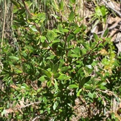 Leptospermum grandifolium (Woolly Teatree, Mountain Tea-tree) at Cotter River, ACT - 25 Feb 2024 by Tapirlord