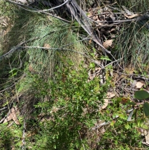 Leptospermum grandifolium at Namadgi National Park - 25 Feb 2024 01:51 PM