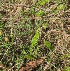 Blechnum penna-marina subsp. alpina (Alpine Water Fern) at Cotter River, ACT - 25 Feb 2024 by Tapirlord