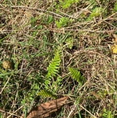 Blechnum penna-marina subsp. alpina at Namadgi National Park - 25 Feb 2024