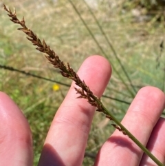 Carex appressa (Tall Sedge) at Cotter River, ACT - 25 Feb 2024 by Tapirlord