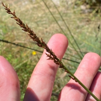 Carex appressa (Tall Sedge) at Cotter River, ACT - 25 Feb 2024 by Tapirlord