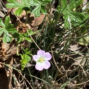 Geranium obtusisepalum at Namadgi National Park - 25 Feb 2024 01:31 PM