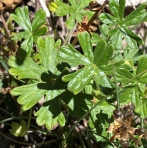 Geranium obtusisepalum at Namadgi National Park - 25 Feb 2024