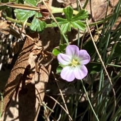 Geranium obtusisepalum at Namadgi National Park - 25 Feb 2024 01:31 PM