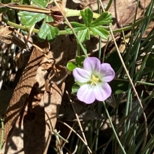 Geranium obtusisepalum at Namadgi National Park - 25 Feb 2024 01:31 PM