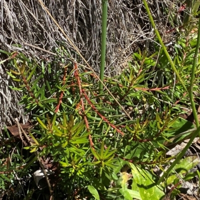 Persoonia chamaepeuce (Dwarf Geebung) at Cotter River, ACT - 25 Feb 2024 by Tapirlord