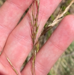 Dichelachne hirtella (Plume Grass) at Cotter River, ACT - 25 Feb 2024 by Tapirlord