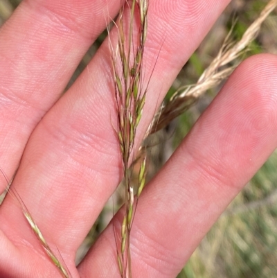 Dichelachne hirtella (Plume Grass) at Cotter River, ACT - 25 Feb 2024 by Tapirlord