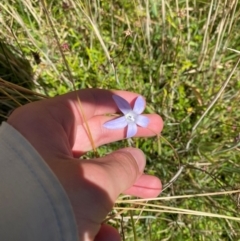 Wahlenbergia ceracea (Waxy Bluebell) at Cotter River, ACT - 25 Feb 2024 by Tapirlord