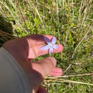 Wahlenbergia ceracea at Namadgi National Park - 25 Feb 2024