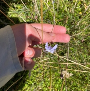 Wahlenbergia ceracea at Namadgi National Park - 25 Feb 2024