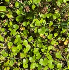 Hydrocotyle algida (Mountain Pennywort) at Cotter River, ACT - 25 Feb 2024 by Tapirlord