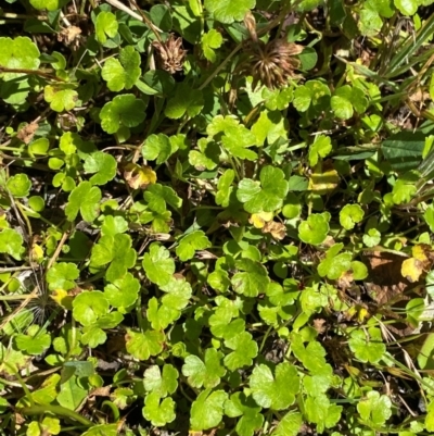 Hydrocotyle algida (Mountain Pennywort) at Namadgi National Park - 25 Feb 2024 by Tapirlord