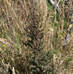 Leptospermum myrtifolium at Namadgi National Park - 25 Feb 2024 01:27 PM