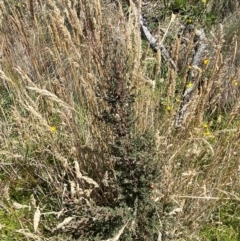 Leptospermum myrtifolium at Namadgi National Park - 25 Feb 2024 01:27 PM