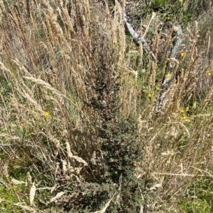 Leptospermum myrtifolium at Namadgi National Park - 25 Feb 2024 01:27 PM