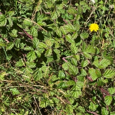 Rubus parvifolius (Native Raspberry) at Cotter River, ACT - 25 Feb 2024 by Tapirlord