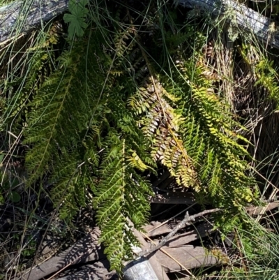 Polystichum proliferum (Mother Shield Fern) at Namadgi National Park - 25 Feb 2024 by Tapirlord