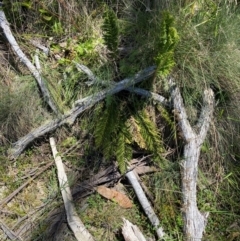 Polystichum proliferum at Namadgi National Park - 25 Feb 2024 01:19 PM