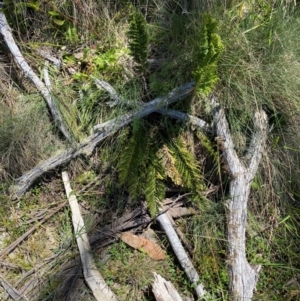 Polystichum proliferum at Namadgi National Park - 25 Feb 2024