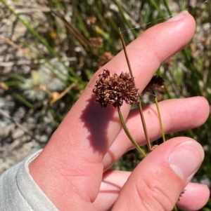 Juncus phaeanthus at Namadgi National Park - 25 Feb 2024