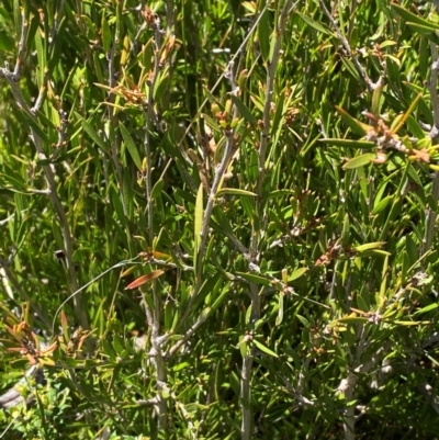 Callistemon pityoides (Alpine Bottlebrush) at Namadgi National Park - 25 Feb 2024 by Tapirlord