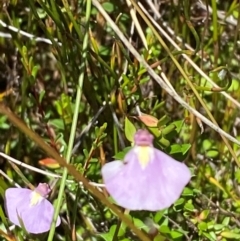 Utricularia dichotoma (Fairy Aprons, Purple Bladderwort) at Cotter River, ACT - 25 Feb 2024 by Tapirlord