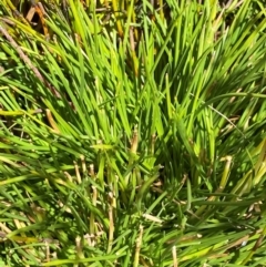 Oreobolus distichus (Fan Tuft-rush) at Cotter River, ACT - 25 Feb 2024 by Tapirlord