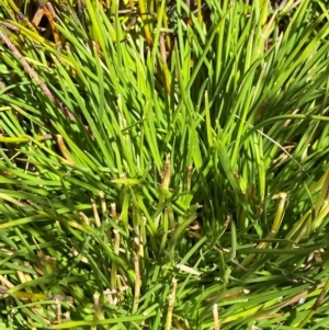 Oreobolus distichus at Namadgi National Park - 25 Feb 2024