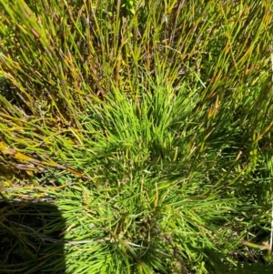 Oreobolus distichus at Namadgi National Park - 25 Feb 2024