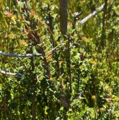 Epacris breviflora (Drumstick Heath) at Cotter River, ACT - 25 Feb 2024 by Tapirlord