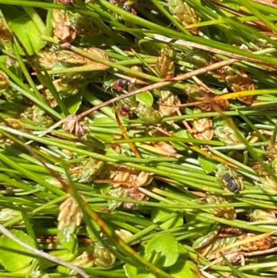 Isolepis montivaga (Fog Club-Sedge) at Namadgi National Park - 25 Feb 2024 by Tapirlord