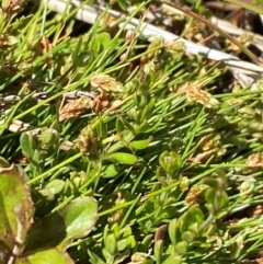 Isolepis montivaga at Namadgi National Park - 25 Feb 2024