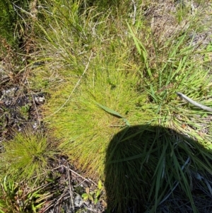 Isolepis montivaga at Namadgi National Park - 25 Feb 2024 01:08 PM