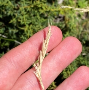 Rytidosperma penicillatum at Namadgi National Park - 25 Feb 2024