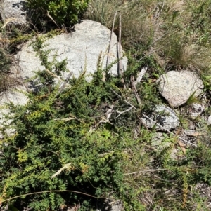 Rytidosperma penicillatum at Namadgi National Park - 25 Feb 2024