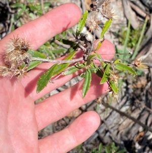 Olearia erubescens at Namadgi National Park - 25 Feb 2024