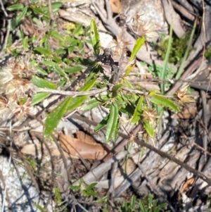 Olearia erubescens at Namadgi National Park - 25 Feb 2024