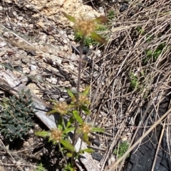 Euchiton sphaericus (Star Cudweed) at Namadgi National Park - 25 Feb 2024 by Tapirlord