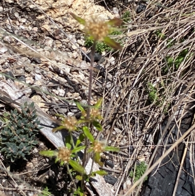 Euchiton sphaericus (star cudweed) at Namadgi National Park - 25 Feb 2024 by Tapirlord