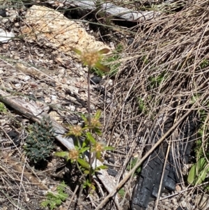 Euchiton sphaericus at Namadgi National Park - 25 Feb 2024 12:50 PM