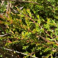 Baeckea gunniana (Alpine Baeckea) at Bimberi, NSW - 25 Feb 2024 by Tapirlord