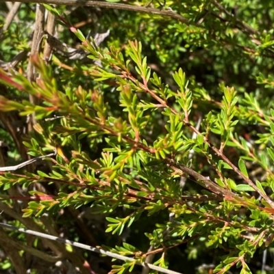 Baeckea gunniana (Alpine Baeckea) at Bimberi Nature Reserve - 25 Feb 2024 by Tapirlord