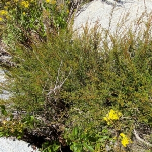 Baeckea gunniana at Bimberi Nature Reserve - 25 Feb 2024