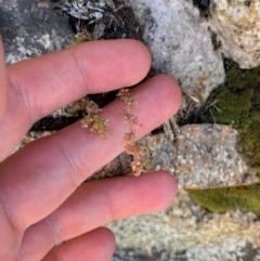 Crassula sieberiana (Austral Stonecrop) at Bimberi Nature Reserve - 25 Feb 2024 by Tapirlord