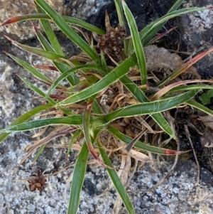 Luzula ovata at Bimberi Nature Reserve - 25 Feb 2024