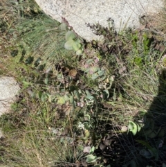 Veronica perfoliata at Bimberi Nature Reserve - 25 Feb 2024